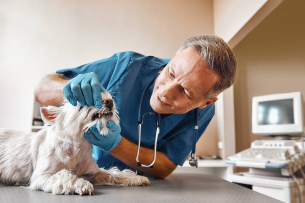 Best Emergency Root Canal Treatment in West Hammond, NM